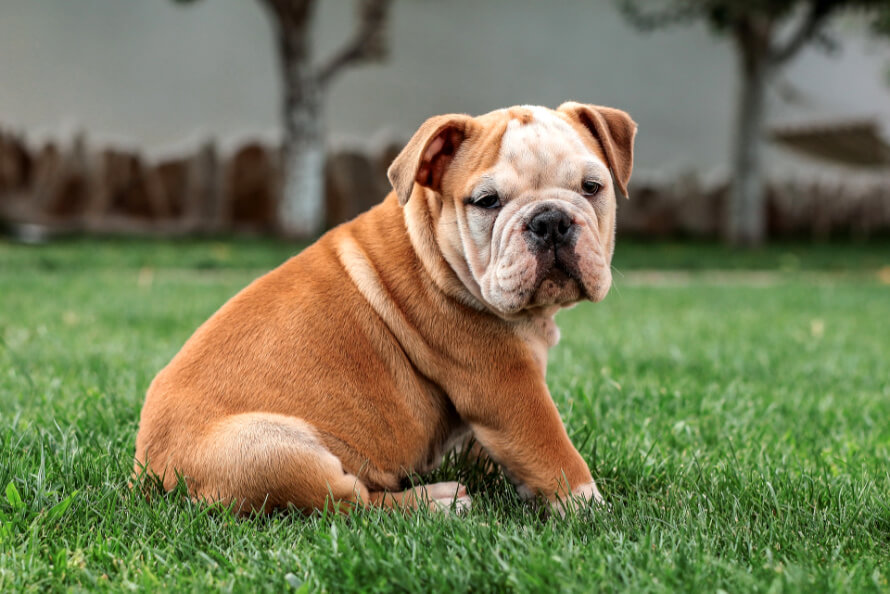 english bulldog